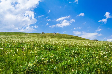 Fototapeta na wymiar blooming meadows in the hills on a sunny day