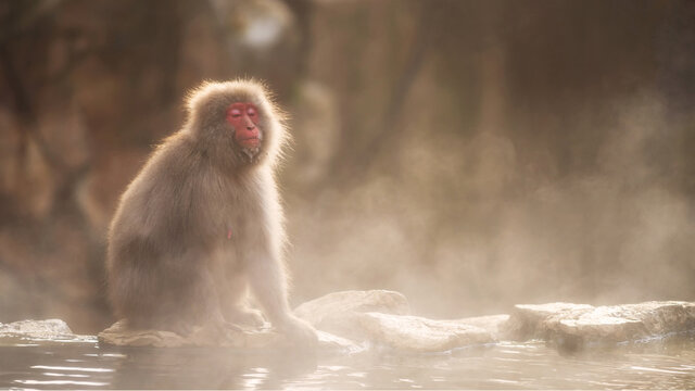 Snow monkey sunbath at hot spring, Jigokudani