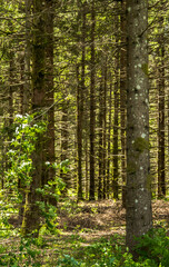 Forêt montagnarde au Petit-Abergement, France