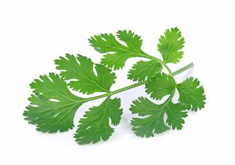 Green coriander leaves close-up, isolation on a white background. Top view