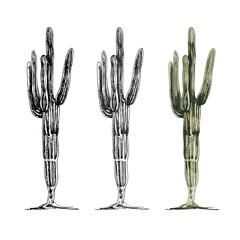 Cactus saguaro plant. Vector vintage hatching color illustration.