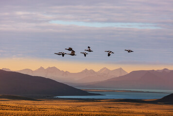 Birds in Patagonia
