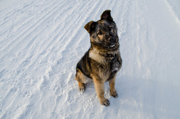 Naklejka premium dog in snow