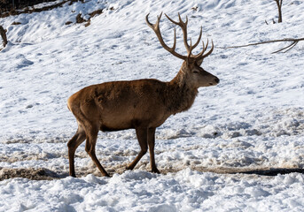 Naklejka na ściany i meble male deer in a snowy forest