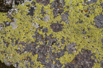 The texture of the stone is covered with green lichen. The surface of an old stone.