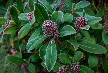 Frosty leaves on a cold winters day, Malvern Worcestershire UK