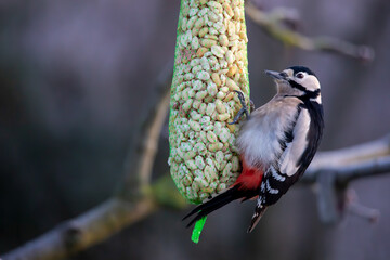 great spotted woodpecker (Dendrocopos major)