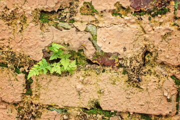 A fern plant growing in a fragment of an old brick wall