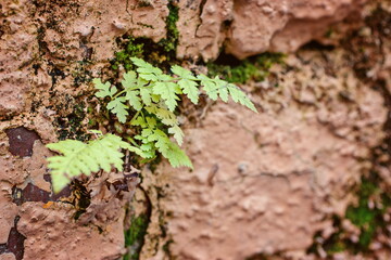 A fern plant growing in a fragment of an old brick wall
