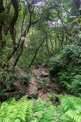 Fototapeta na wymiar Rainforest Levada Trail on Madeira Island