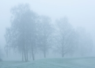 Foggy misty view of trees on a winters day Malvern, Worcestershire UK