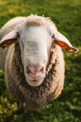 Weißes, freundliches Schaf auf einer großen Weide in Österreich bei Sonnenuntergang. Glückliches Nutztier in natürlicher Biohaltung. 