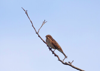 The common reed bunting (Emberiza schoeniclus) is a passerine bird..