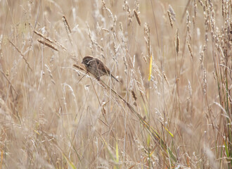 The common reed bunting (Emberiza schoeniclus) is a passerine bird.