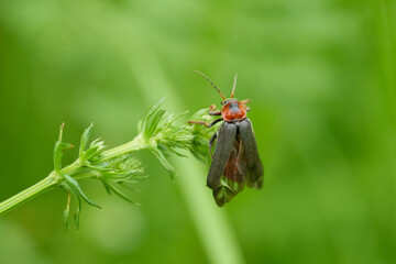 Gemeiner Weichkäfer (Cantharis fusca)	
