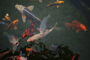 Koi carps in the pond