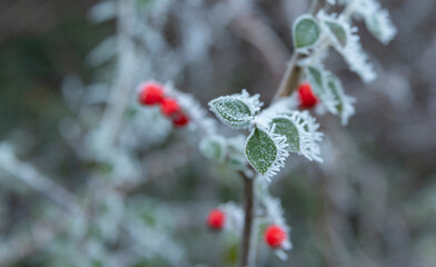 Frosty leaves on a cold winters day, Malvern Worcestershire UK