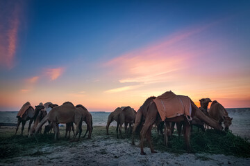 Fototapeta na wymiar Landscape with group of camels in Al-Sarar desert, SAUDI ARABIA.