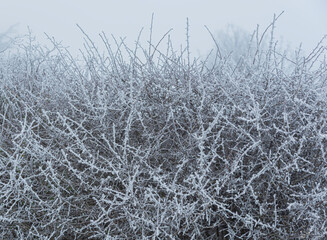 Frosty leaves on a cold winters day, Malvern Worcestershire UK