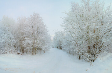 Obraz premium Winter tree