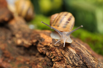 Common garden snail crawling on tree bark, closeup