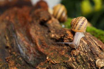 Common garden snail crawling on tree bark, closeup