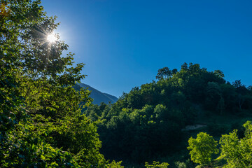 forest and sky
