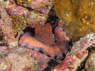 Reef octopus lurking between rocks (Mergui archipelago, Myanmar)