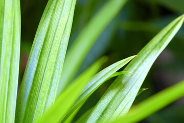 Close up Green Leaves in the Garden, Suitable for Nature Concept.