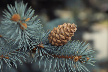 Blue spruce branch with cone outdoors, closeup
