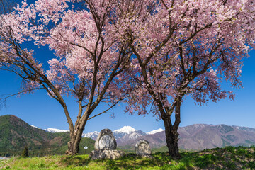 常念道祖神の桜