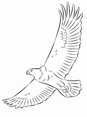 illustration of eagle, vector drawing