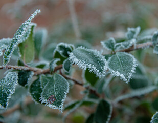 Frosty leaves on a cold winters day, Malvern Worcestershire UK