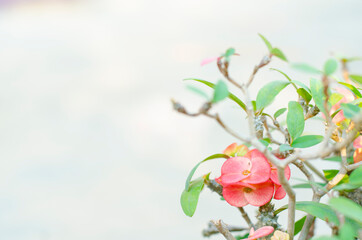 Red Poi Sian flowers blooming in the garden on the morning natural blur background