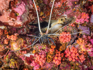 Painted spiny lobster between colorful corals (Mergui archipelago, Myanmar)