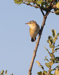 The sedge warbler (Acrocephalus schoenobaenus) is an Old World warbler in the genus Acrocephalus. It is a medium-sized warbler with a brown, streaked back and wings and a distinct pale supercilium.