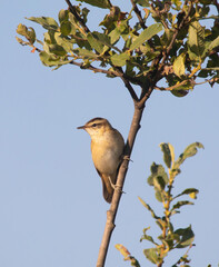 The sedge warbler (Acrocephalus schoenobaenus) is an Old World warbler in the genus Acrocephalus. It is a medium-sized warbler with a brown, streaked back and wings and a distinct pale supercilium.