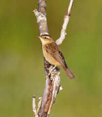 The sedge warbler (Acrocephalus schoenobaenus) is an Old World warbler in the genus Acrocephalus. It is a medium-sized warbler with a brown, streaked back and wings and a distinct pale supercilium.