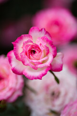 トキメキの薔薇