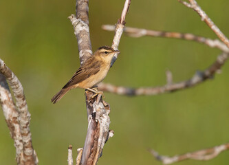 The sedge warbler (Acrocephalus schoenobaenus) is an Old World warbler in the genus Acrocephalus. It is a medium-sized warbler with a brown, streaked back and wings and a distinct pale supercilium.