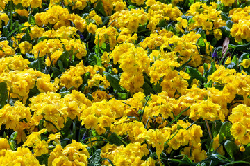 Springtime flower bed background of primrose (primula) plants in a public park that produce a yellow flower in spring during the months of March and April, stock photo image