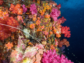 Obraz na płótnie Canvas Painted spiny lobster between colorful corals (Mergui archipelago, Myanmar)