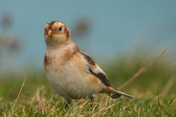 Snow Bunting (Plectrophenax nivalis insulae) a winter Icelandic male, Godrevy Head, Cornwall, England, UK.