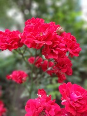 Red rose in the garden
