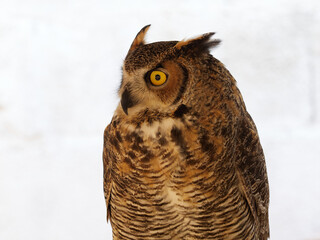 Portraits at the bird show, in the city of Xativa, Spain