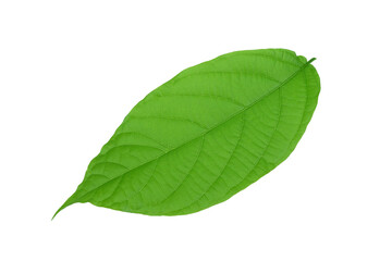 Fototapeta na wymiar Close up Beautiful Green Leaf Isolated on White Background.