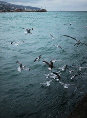 seagulls on the sea