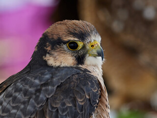 Portrait of Lanner falcon, Falco biarmicus, at the bird show, Xativa, Spain