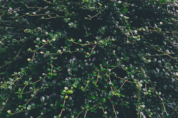 Green Leaves Texture for Background.