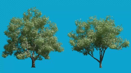 Realistic Tree From 3d Rendering With Blue Screen Background